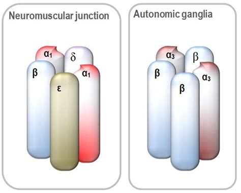 Effects of acetylcholine receptor activation | Deranged Physiology