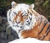 Siberian Tiger - Description, Habitat, Image, Diet, and Interesting Facts