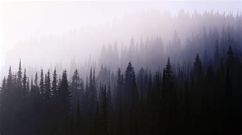 forest, Trees, Nature, Mist Wallpapers HD / Desktop and Mobile Backgrounds