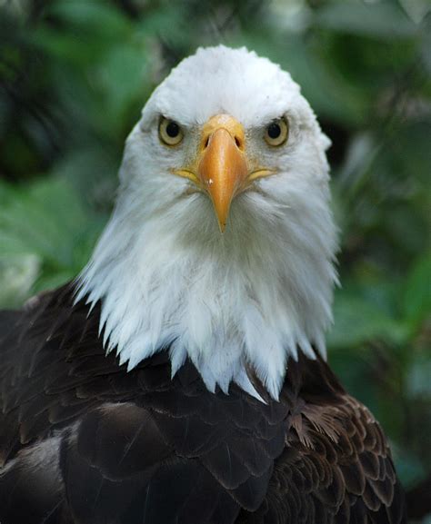 Bald Eagle Head Photograph by Christine Savino - Fine Art America