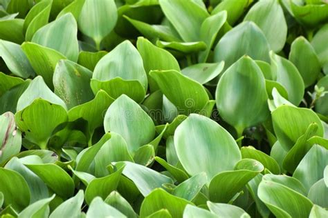 Pontederia Crassipes, Common Water Hyacinth, Floating Water Hyacinth in a Pond. Stock Image ...