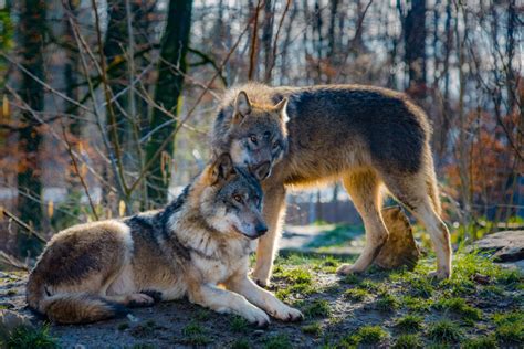 Wildlife In Jasper National Park: 13 Sightings We Experienced!