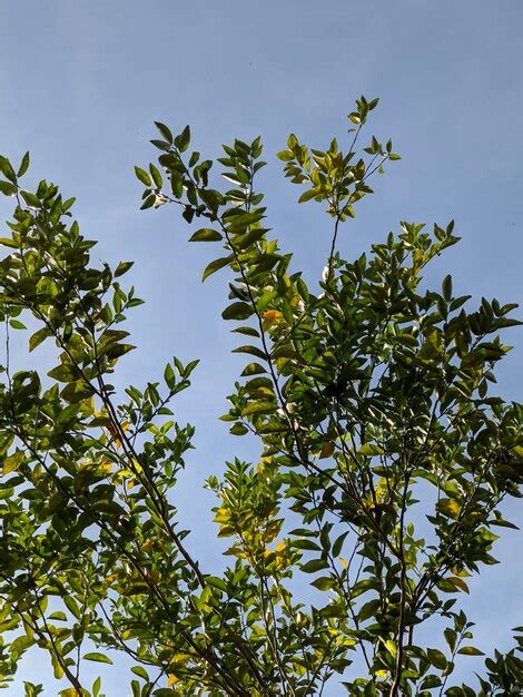 Premium Photo | A tree branch with green leaves and the sky is blue