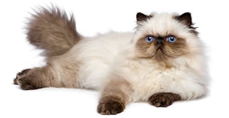 Long Haired Cat Breeds