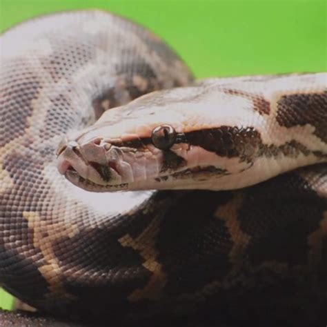 Animals 101: Python