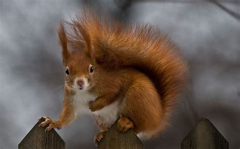 🔥 [50+] Baby Squirrel Wallpapers | WallpaperSafari