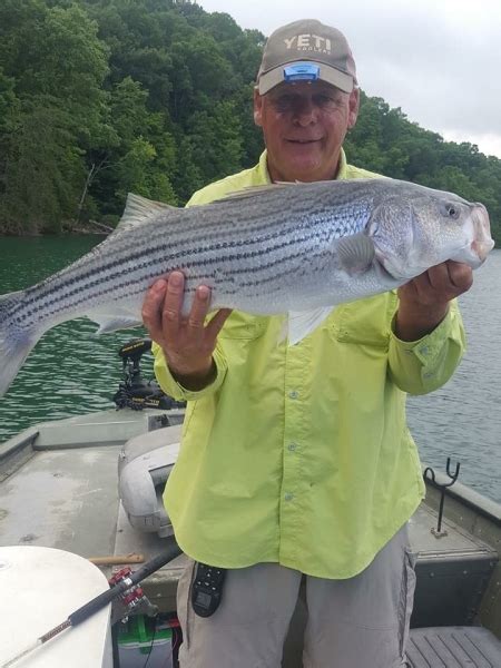 Clinch River Lake in East Tennessee - StriperFun Guide Service