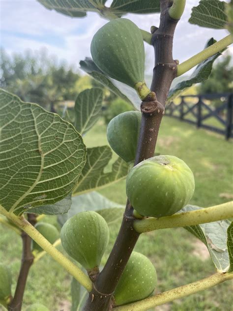 Ischia Fig Tree - Bob Wells Nursery - U.S. Shipping