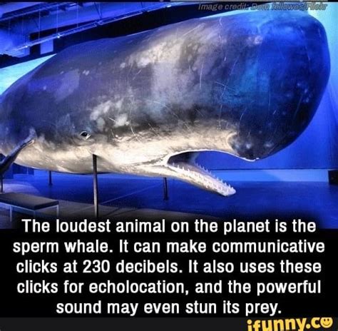 The loudest animal on the planet is the sperm whale. It can make ...