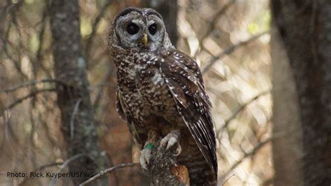 Spotted Owl Conservation is a Wicked Problem — Historic and Contemporary Threats