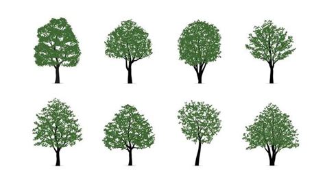 Architectural Tree Vector Art, Icons, and Graphics for Free Download