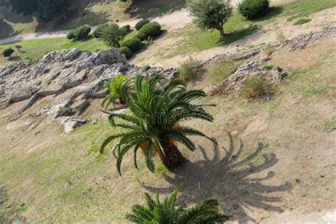 Palm tree shot from above. stock image. Image of park - 182510205