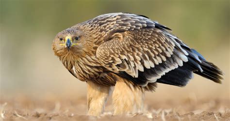 Eagle Species: Top 15 Most Beautiful Eagle Species In the World - Did u Know