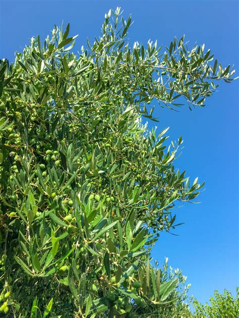 Olive Tree Branches Free Stock Photo - Public Domain Pictures