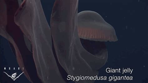 The Giant Phantom Jelly (Stygiomedusa gigantea)