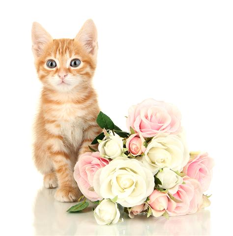 Learn about Flowers Toxic To Cats | Pollen Nation