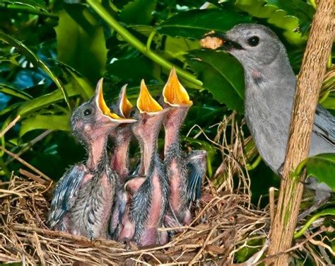 Catbird Feeding Young - Birds and Blooms