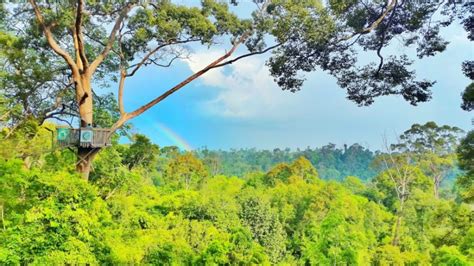 8 Manfaat dan Pengertian Hutan Hujan Tropis yang Perlu Diketahui