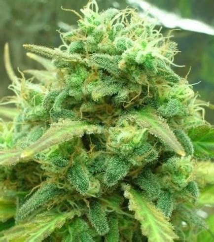 Blackjack - Strain Information - CannaConnection