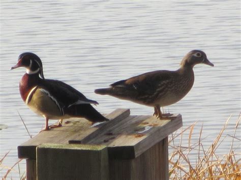 New Environmental Program For Wood Duck Repopulation Announced in Florida by Orlando Marine ...