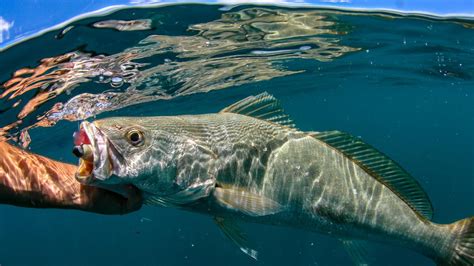 Al McGlashan reveals his tips on fishing for jewfish in Sydney and NSW during the daylight hours ...