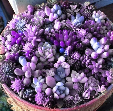 Rare Purple Succulents (100 seeds) – elitehomeimage | Purple succulents, Succulent seeds, Succulents