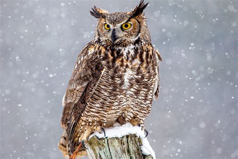 Most viewed Great Horned Owl wallpapers | 4K Wallpapers