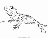 Forest Dragon Lizard Coloring Page  Coloring Pages sketch template