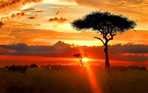 African Sunset Wallpapers - Top Free African Sunset Backgrounds ...