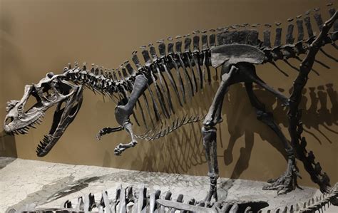 Meet Ceratosaurus, The Great Horned Beast Of The Jurassic Period | Discover Magazine