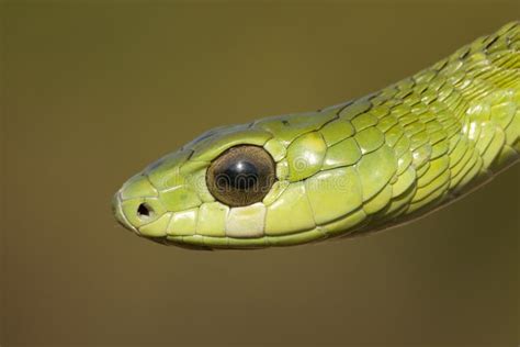 Boomslang snake stock photo. Image of boomslang, typus - 24261522