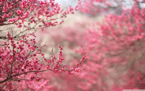 Cherry Blossom Wallpapers HD - Wallpaper Cave