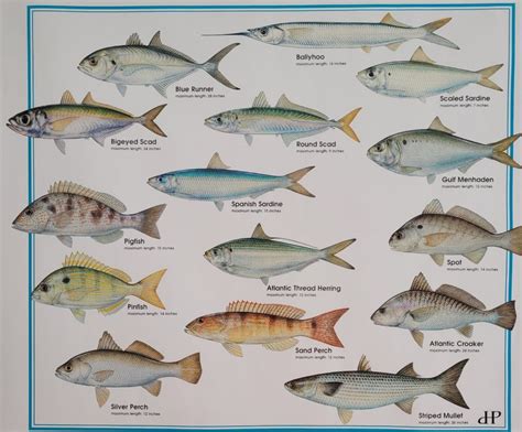 Fish of Florida: Keys Maritime Specialty Bait Fish List