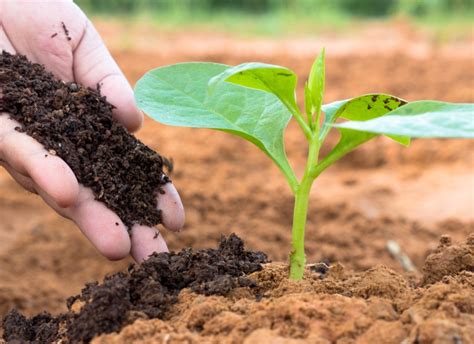 Role of soil microorganisms : The University of Western Australia