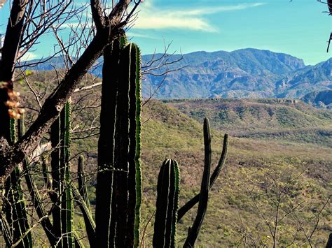 Tortoise Conservation: Protecting Nature's Ancient Guardians