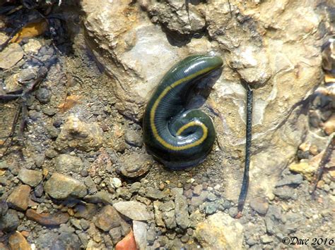 Leech | There are many species of leeches, and I have no ide… | Flickr