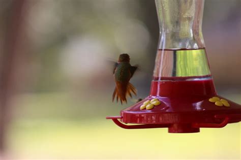 Allen's Hummingbird - FeederWatch