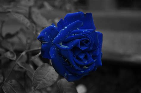 Get inspired with Black background rose Images and videos