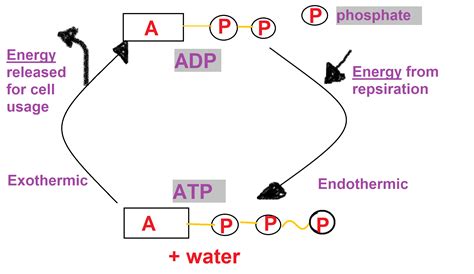 [Solved] How does ATP supply the cells with the energy they need to... | Course Hero