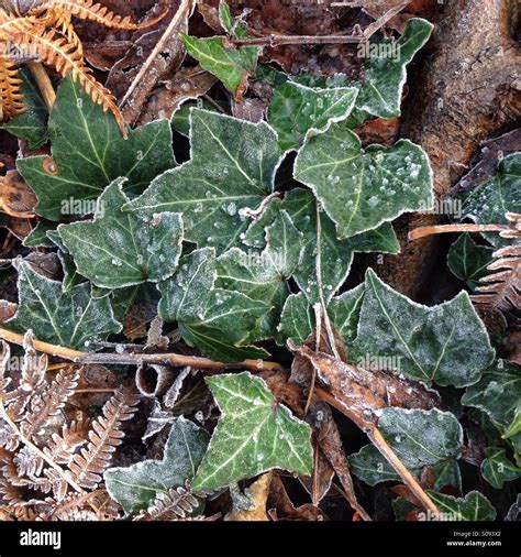 Frost on leaves Stock Photo - Alamy