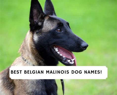 100 Best Belgian Malinois Dog Names! (2023) - We Love Doodles