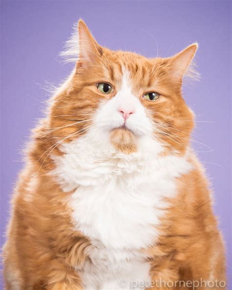 10 Adorable Pics Of Fat Cats | So Cute & Fluffy | Reckon Talk