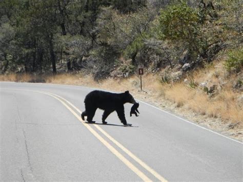 Black bears and mountain lions can be seen in the Big Bend National Park area. | Cute animal ...