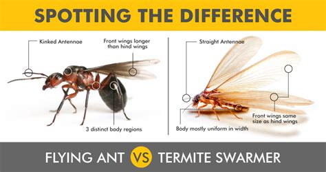 What should I do if I find Flying Termites in my house? « Conquer Termites: Brisbane's Treatment ...