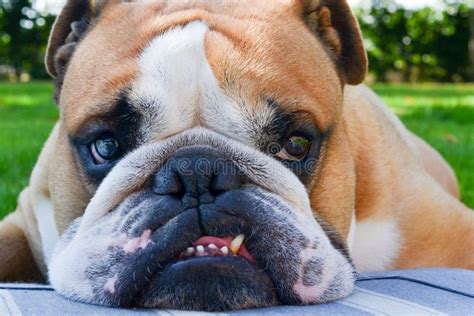 1,859 Bulldog Teeth Stock Photos - Free & Royalty-Free Stock Photos ...