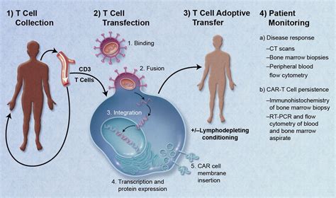 What is CAR-T Cell Therapy? A New Way to Treat Cancer | Bioinformant