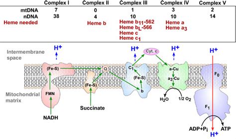 The function and composition of mitochondrial OXPHOS complexes I–V ...