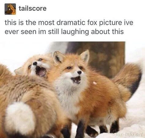 36 Best Fox memes images in 2020 | Cute animals, Fox, Fox memes