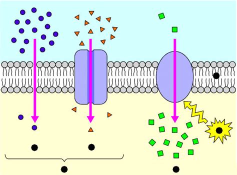 4A. Diagram - Cell Transport - 22-23 Diagram | Quizlet