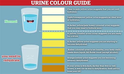 What the colour of your urine says about your health, according to an expert | Daily Mail Online